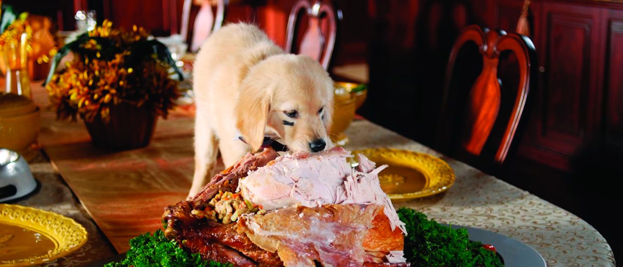 10 películas navideñas protagonizadas por animales