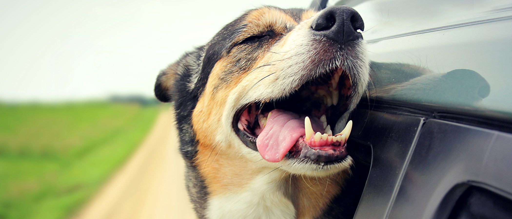 El motivo por el que tu perro tiene los labios negros