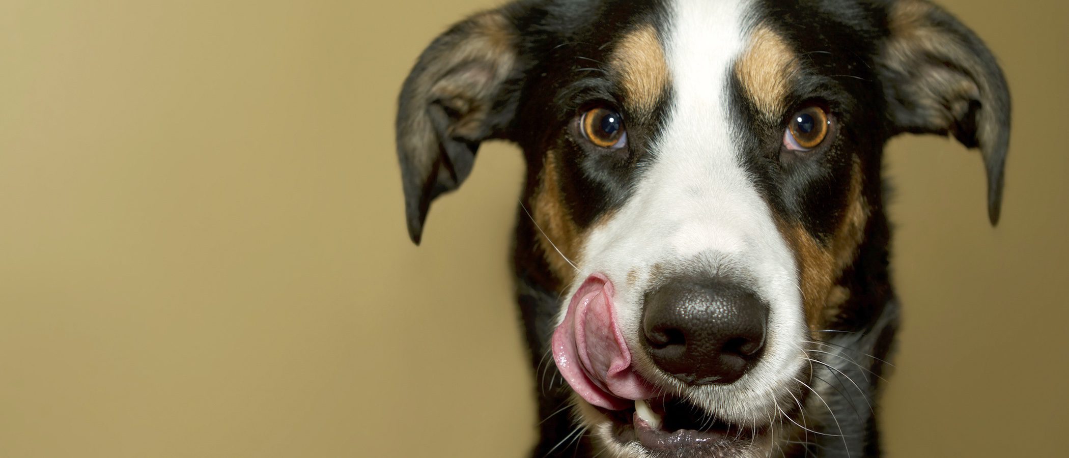 40 curiosidades sobre los perros