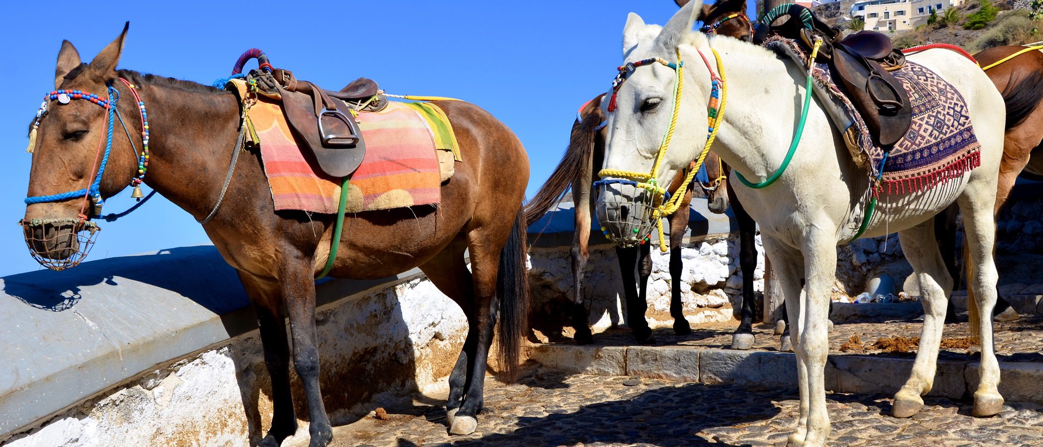 Animales como atracción turística: los burros de Santorini