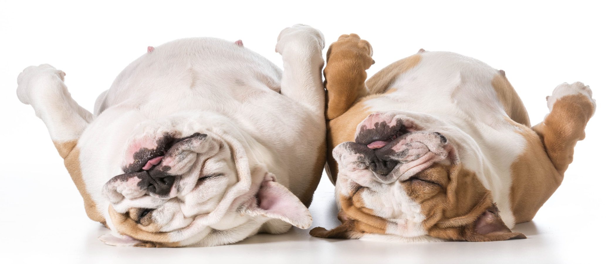 10 curiosidades sobre los sueños de los animales
