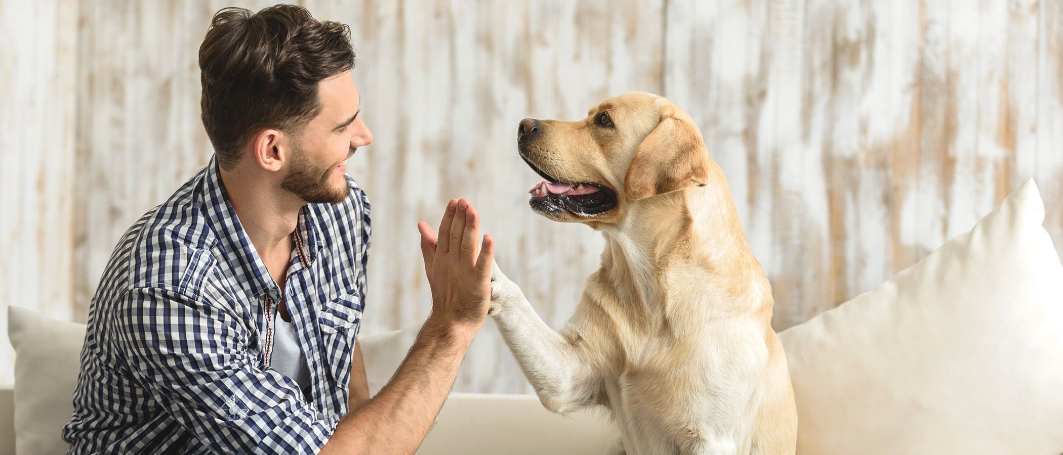 Juegos para hacer en casa con tu perro los días de lluvia
