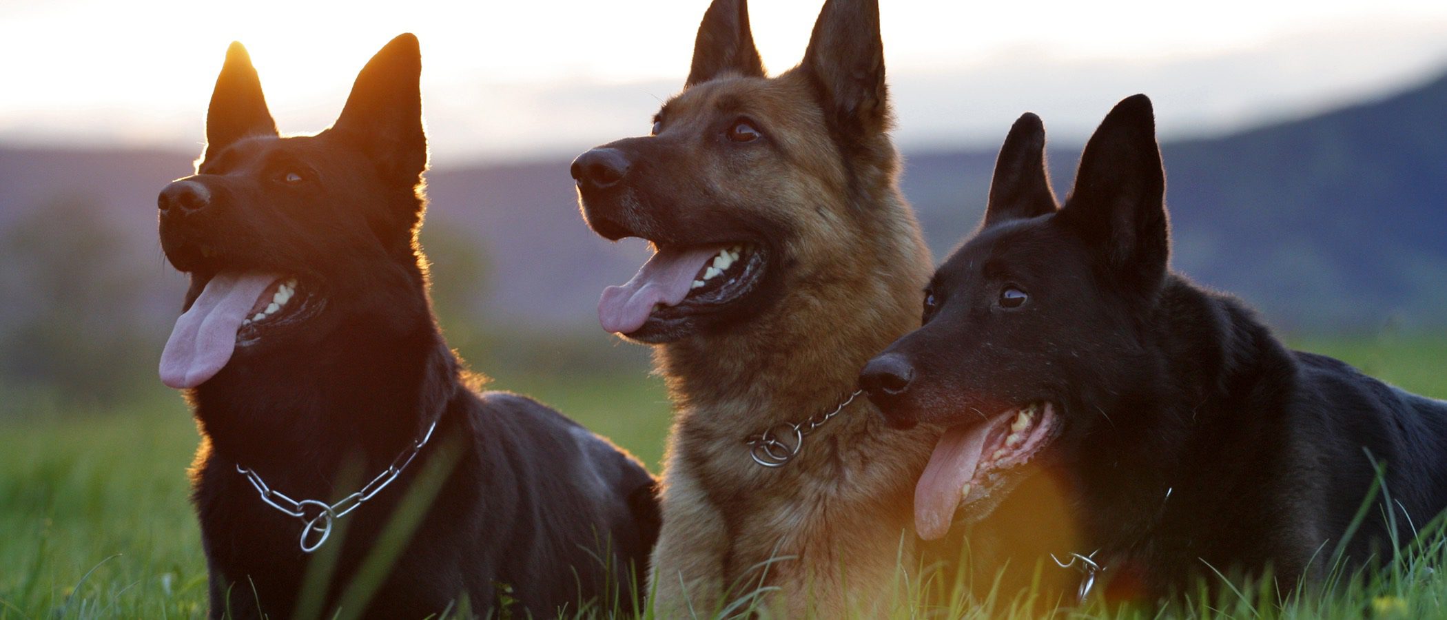 ¿Por qué se quejan los perros?