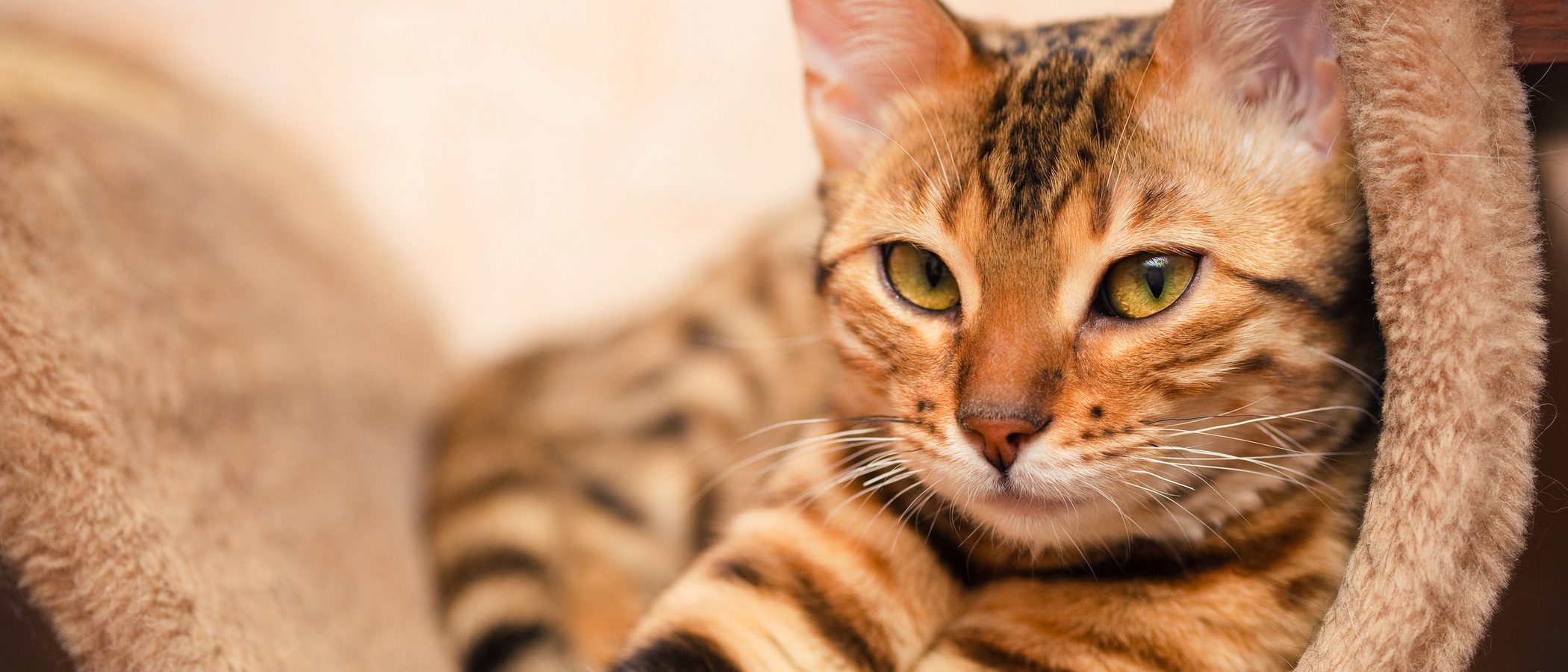 Cómo saber si tu gata está en celo