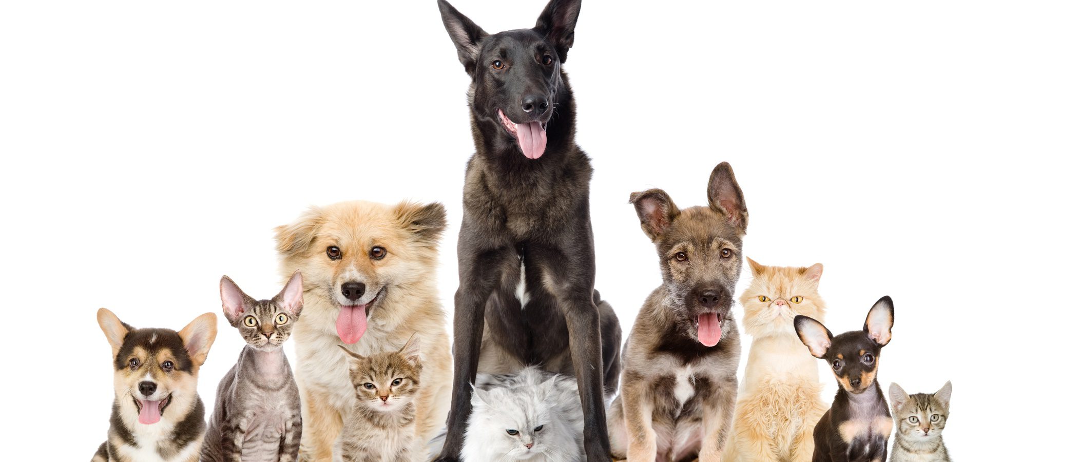 Consejos para tener un perro y un gato viviendo juntos en la misma casa