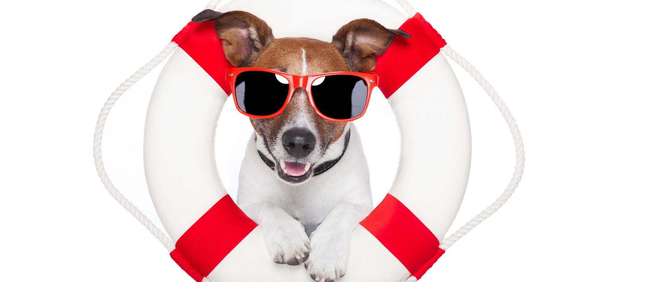 ¿Sabías cómo se entrenan los perros de asistencia para salvar vidas?
