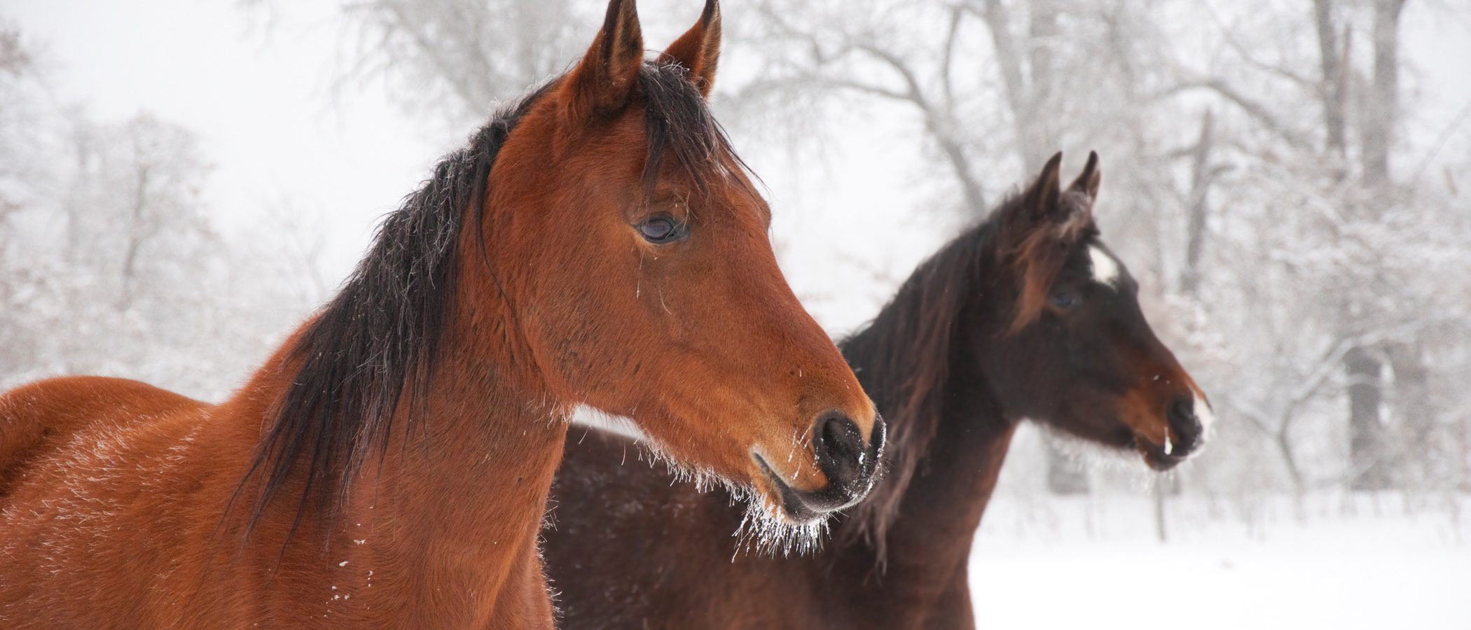 Los caballos también pueden tener bigote