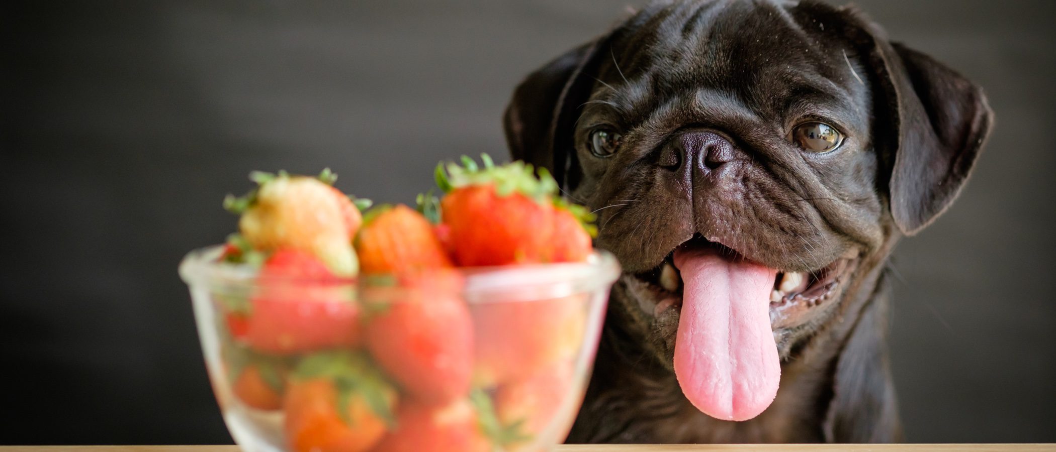10 frutas y verduras que puede tomar tu perro