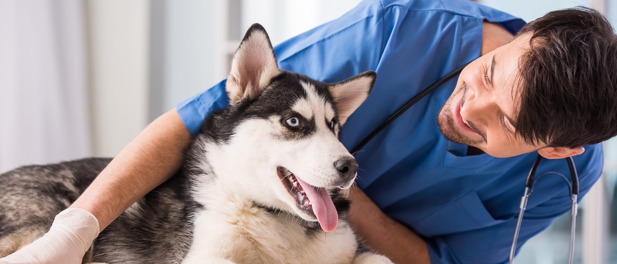 Qué puedo hacer si mi mascota tiene miedo al veterinario