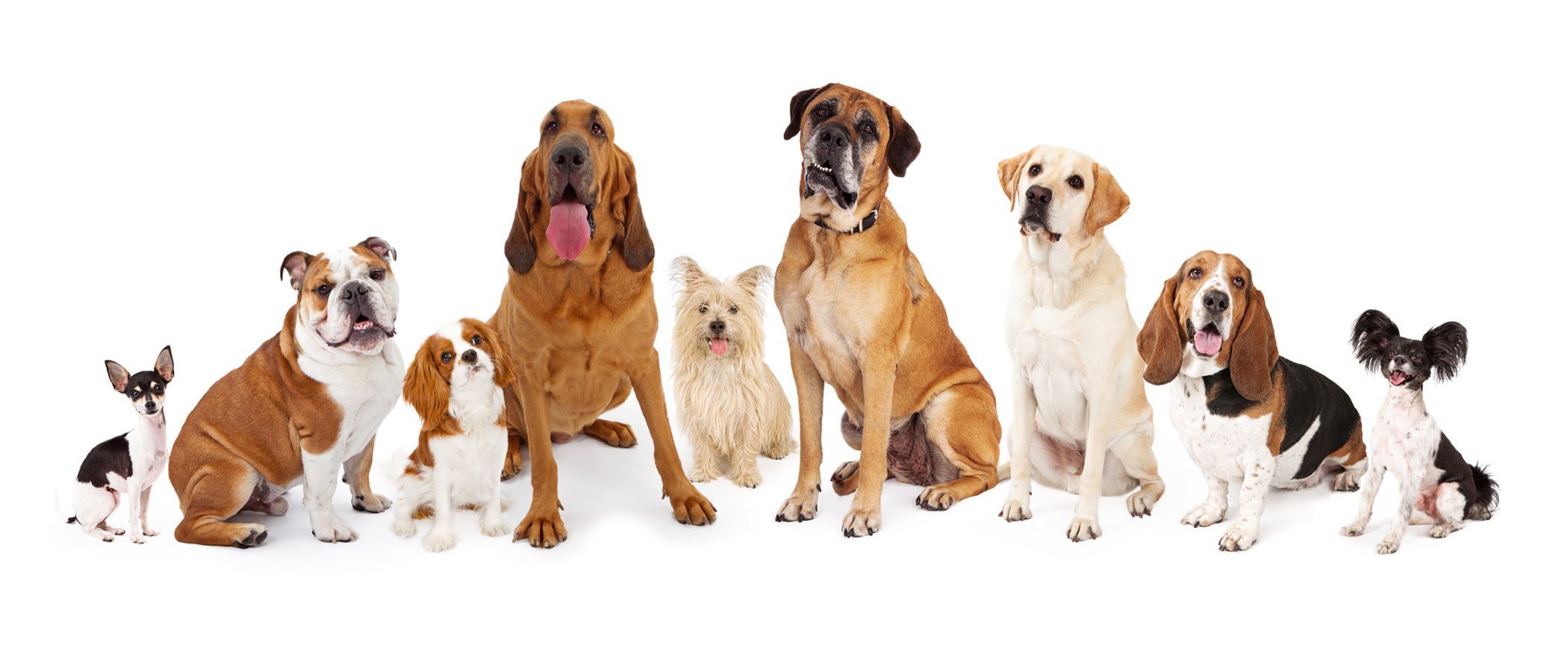 ¿Cuándo dejan de crecer los perros?