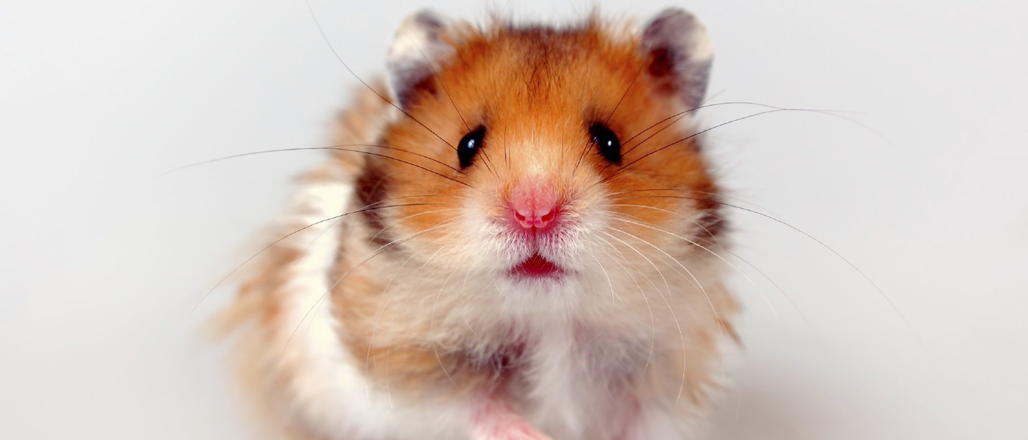 Razas de hámster: elige la que más te guste como mascota