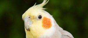 Las Ninfas: todo lo que debes saber para tener este pájaro de mascota