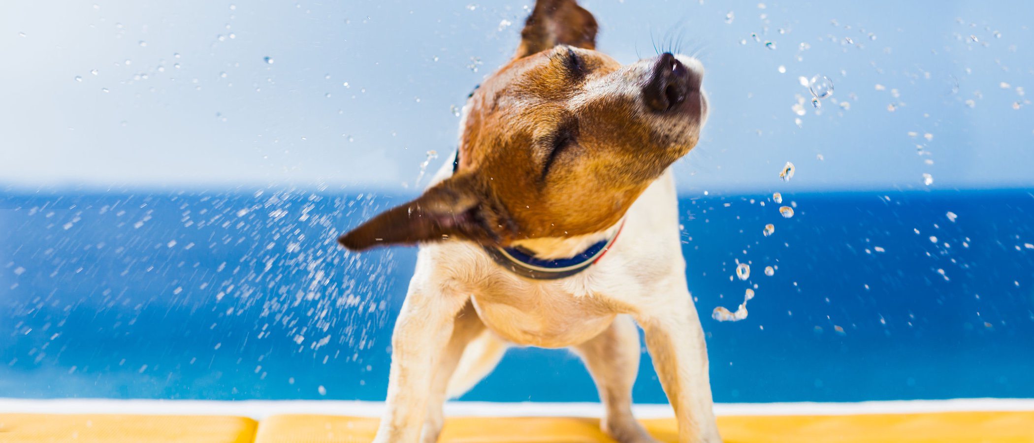 5 razones para castrar a tu perro