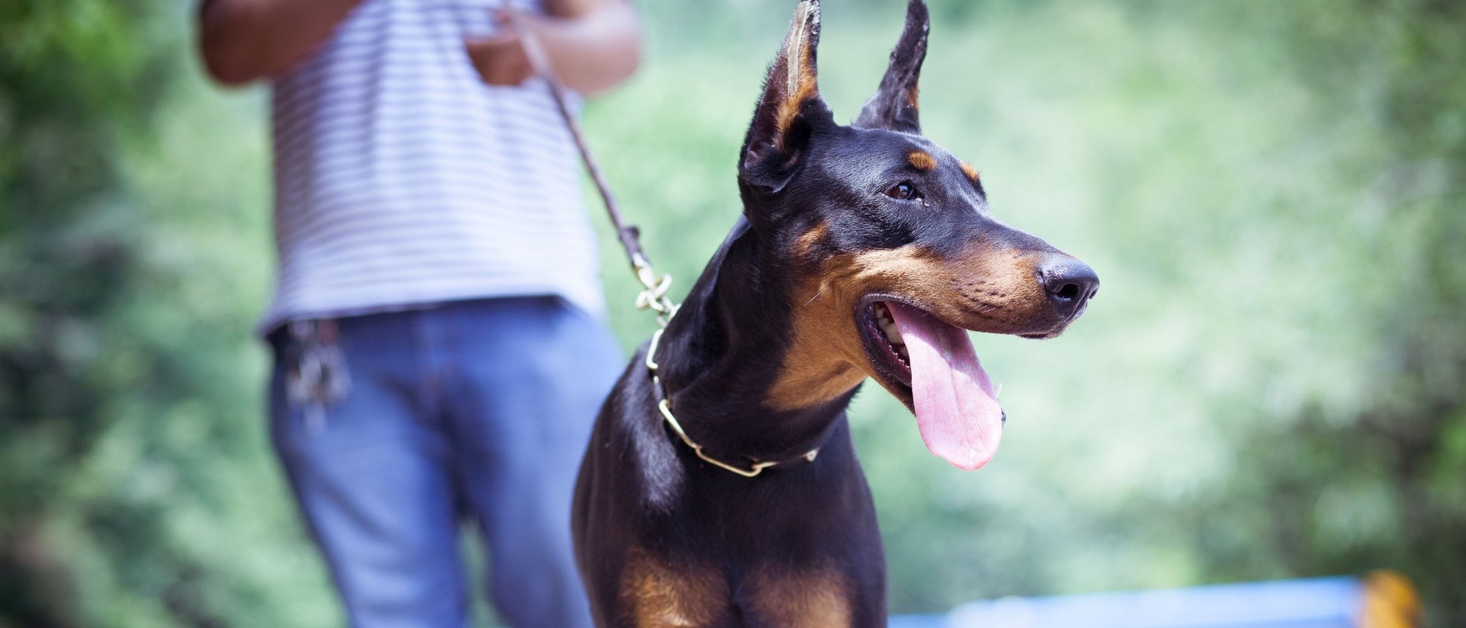 Tipos de Doberman