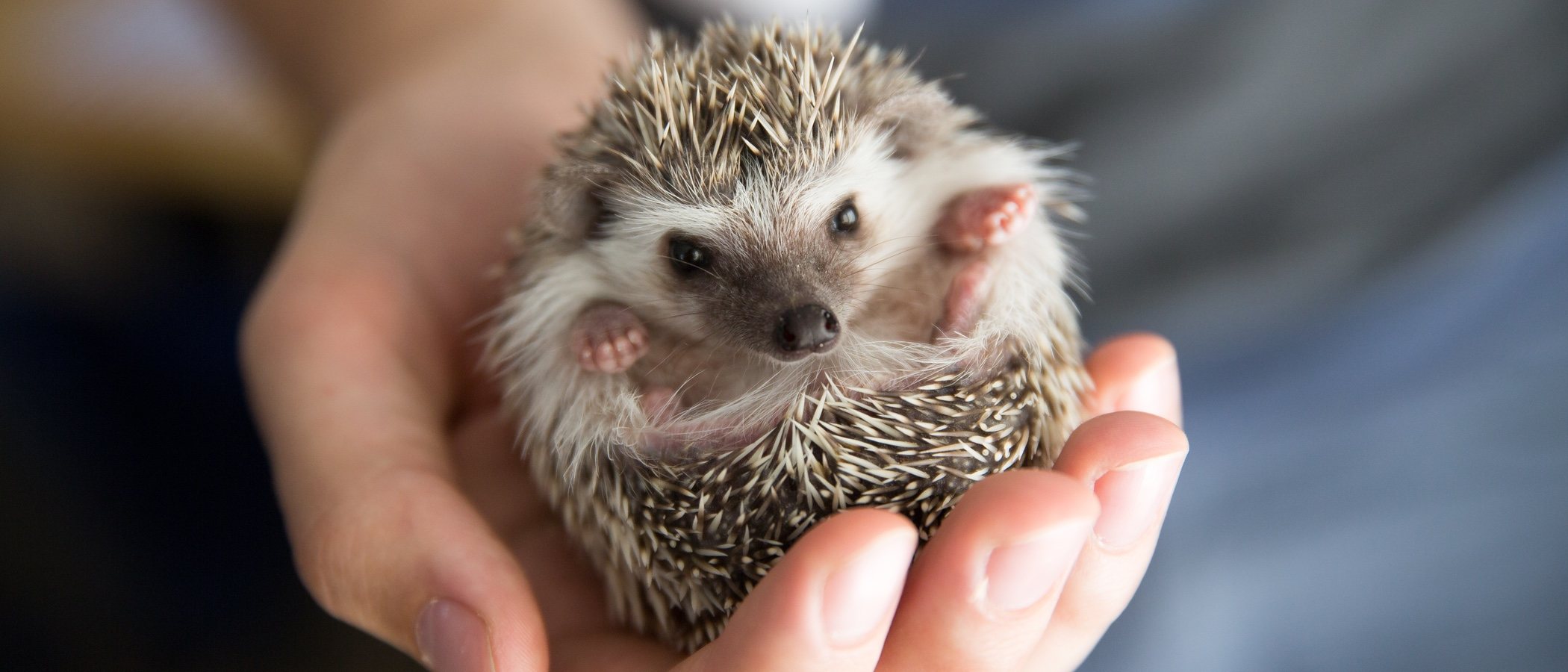 Tener un erizo como mascota: cuidados básicos