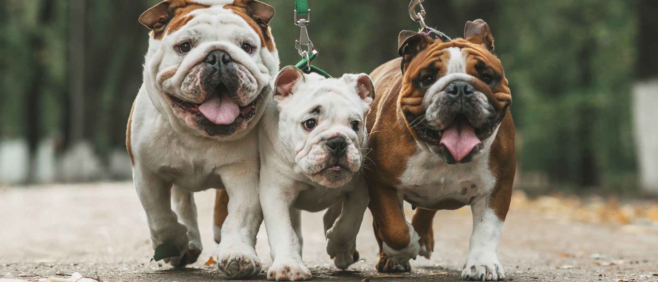 Conoce los distintos tipos de Bulldog: Inglés, francés y americano