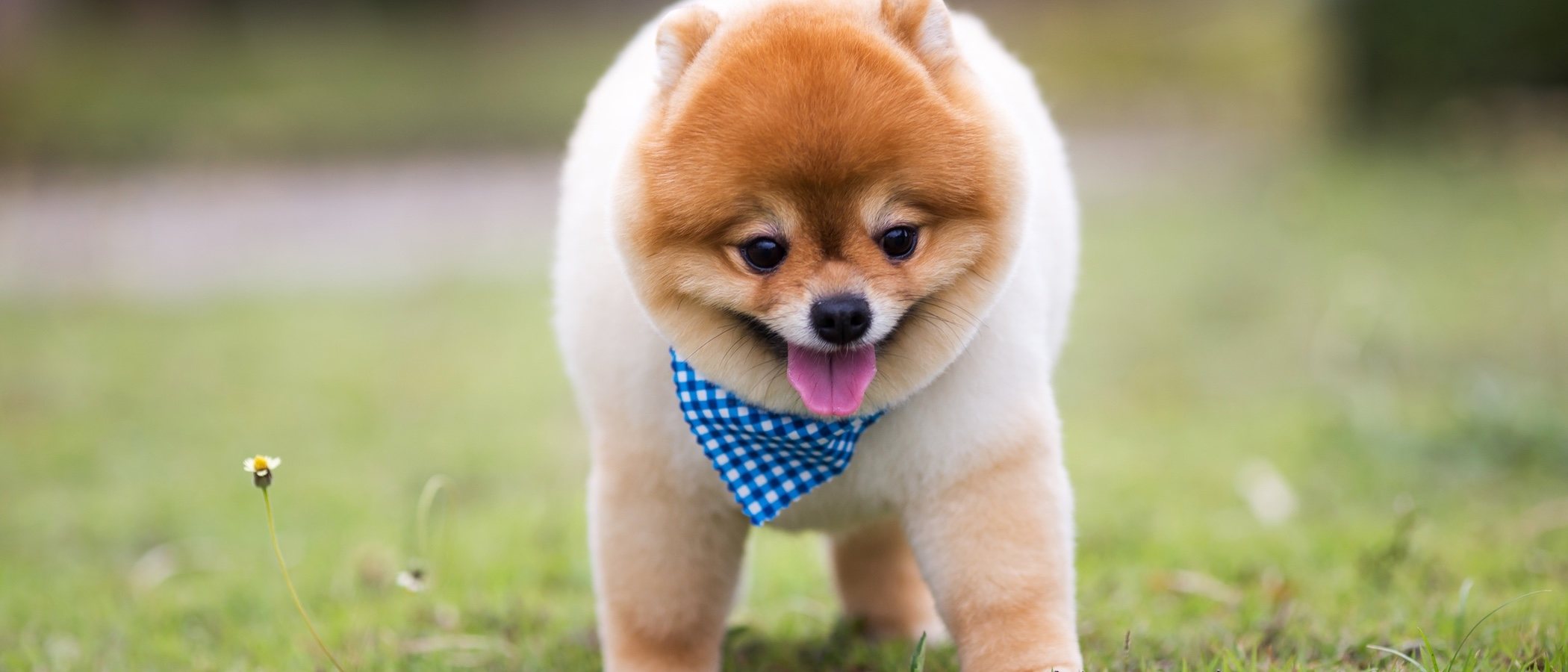 La obesidad en perros: cómo identificarla y ponerle solución