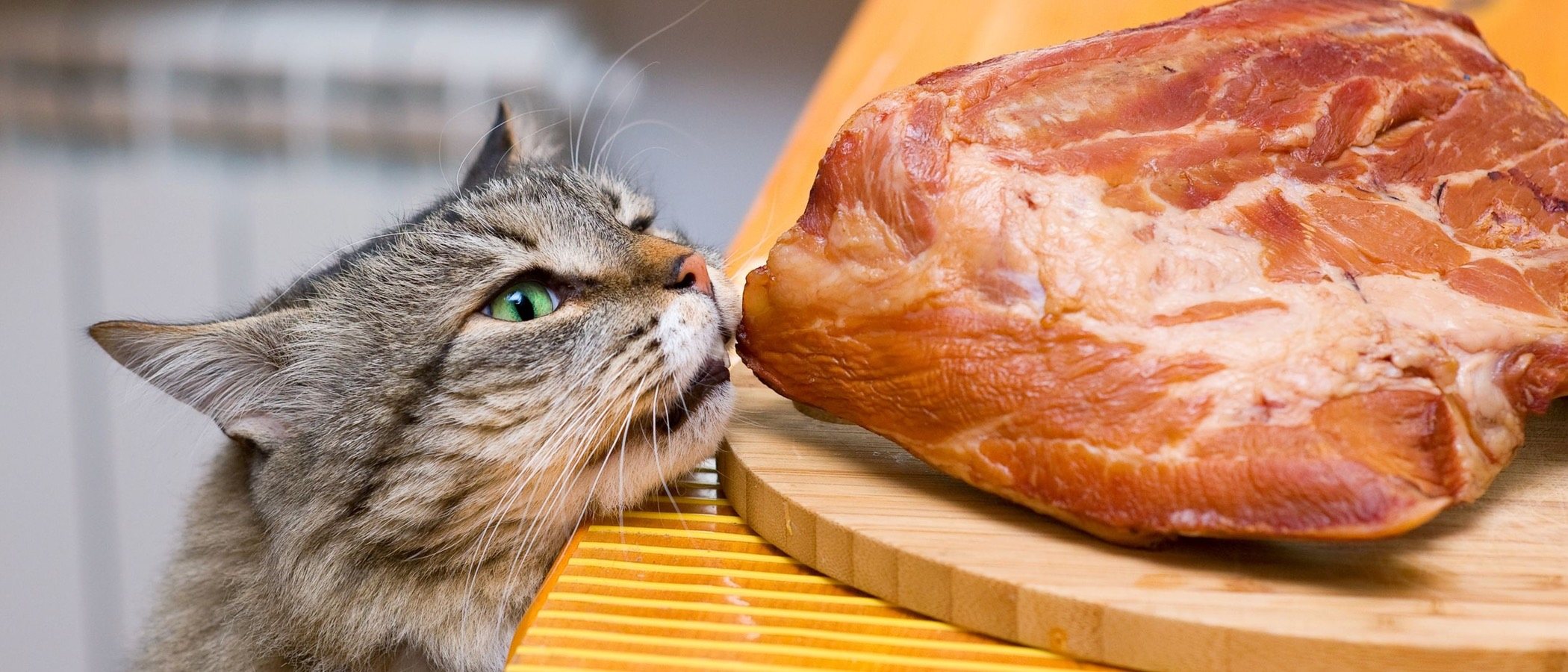 Alimentos prohibidos para gatos