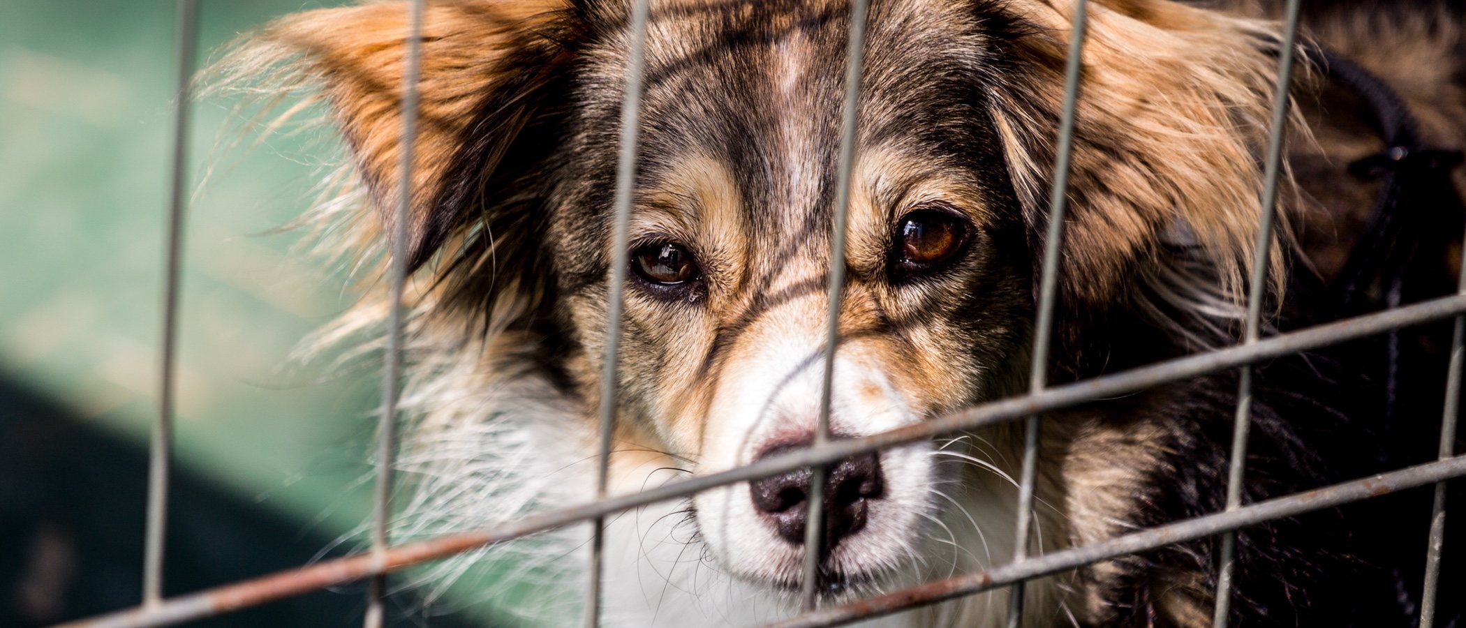 El comportamiento del perro, motivo principal del abandono de animales
