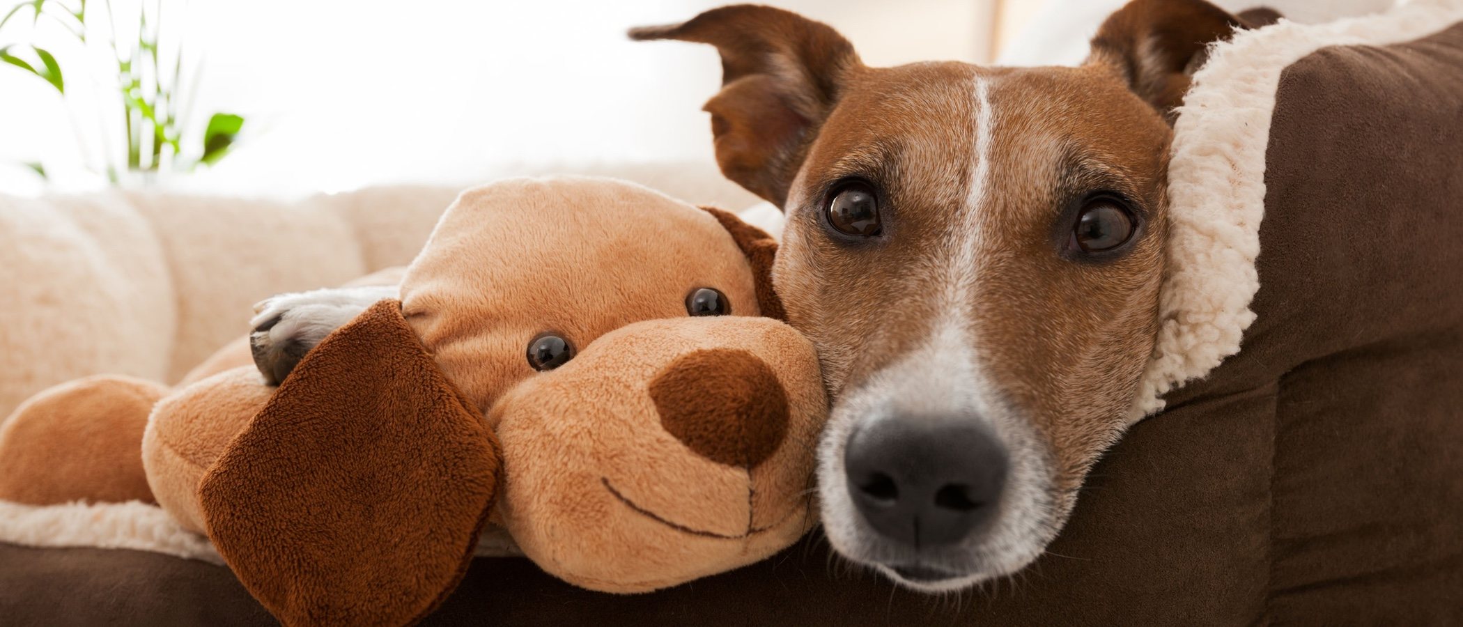 Las compañías de seguros también aseguran a tu mascota