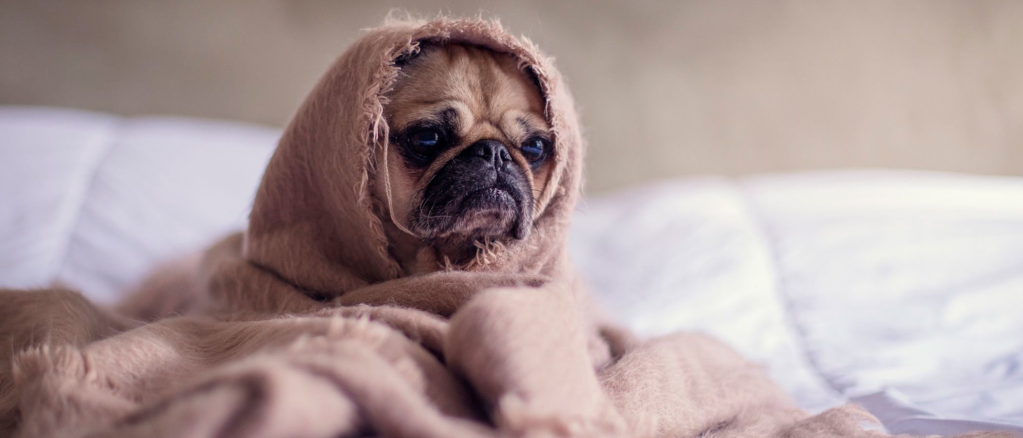 ¿Cómo afectan los cambios de tiempo a las mascotas?