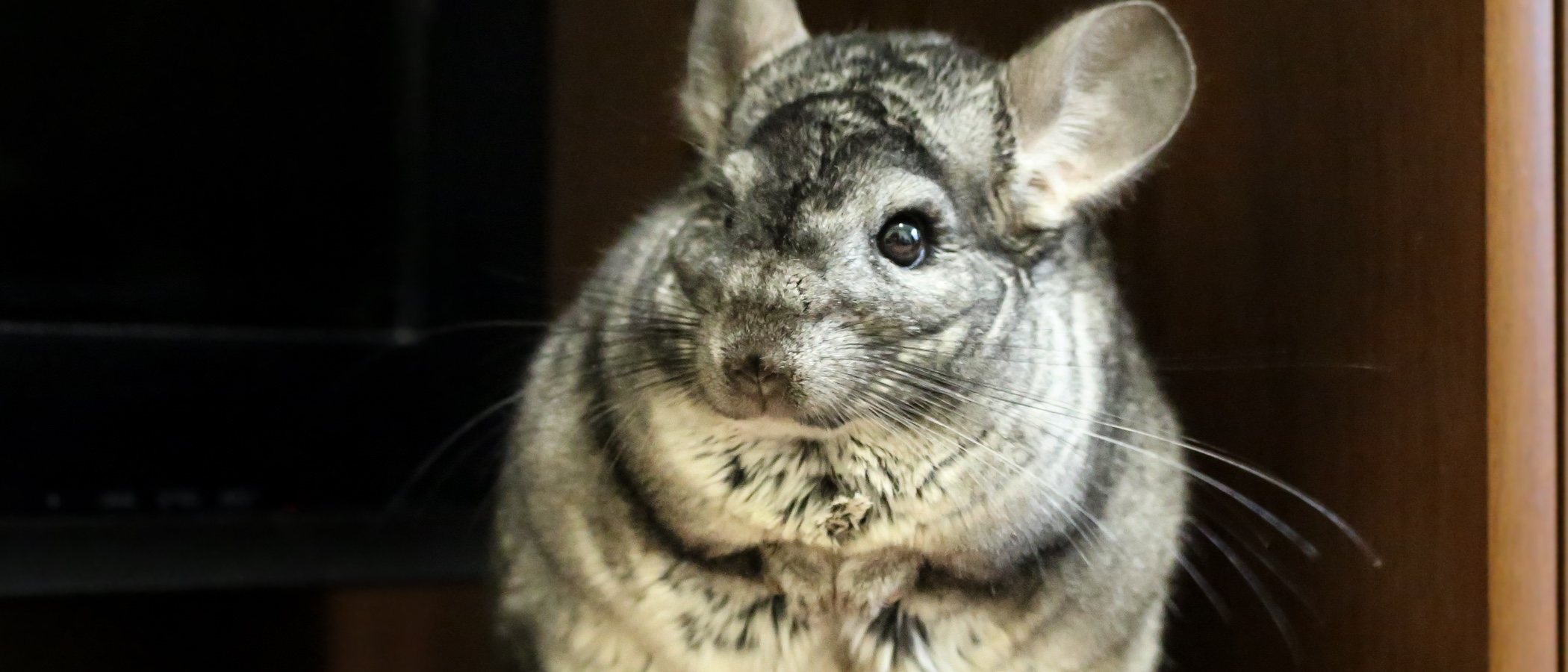 Descubre 10 curiosidades sobre las chinchillas