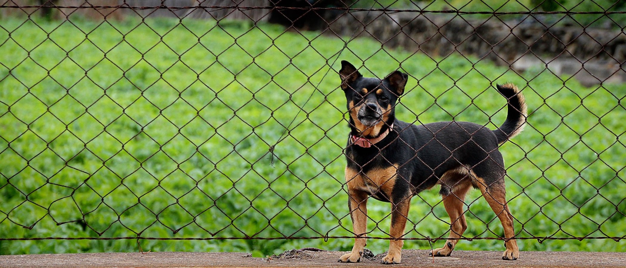Cómo educar a un perro adoptado