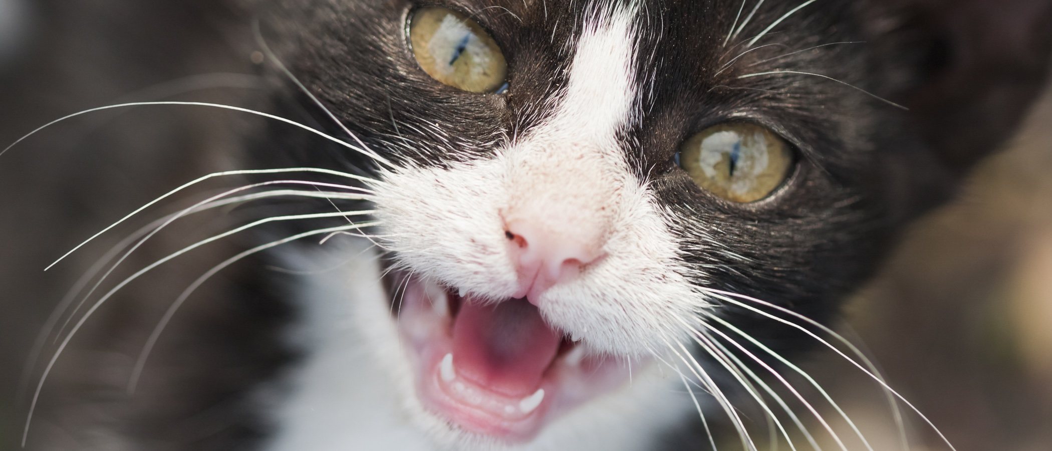 Problemas dentales en gatos: tipos y prevención