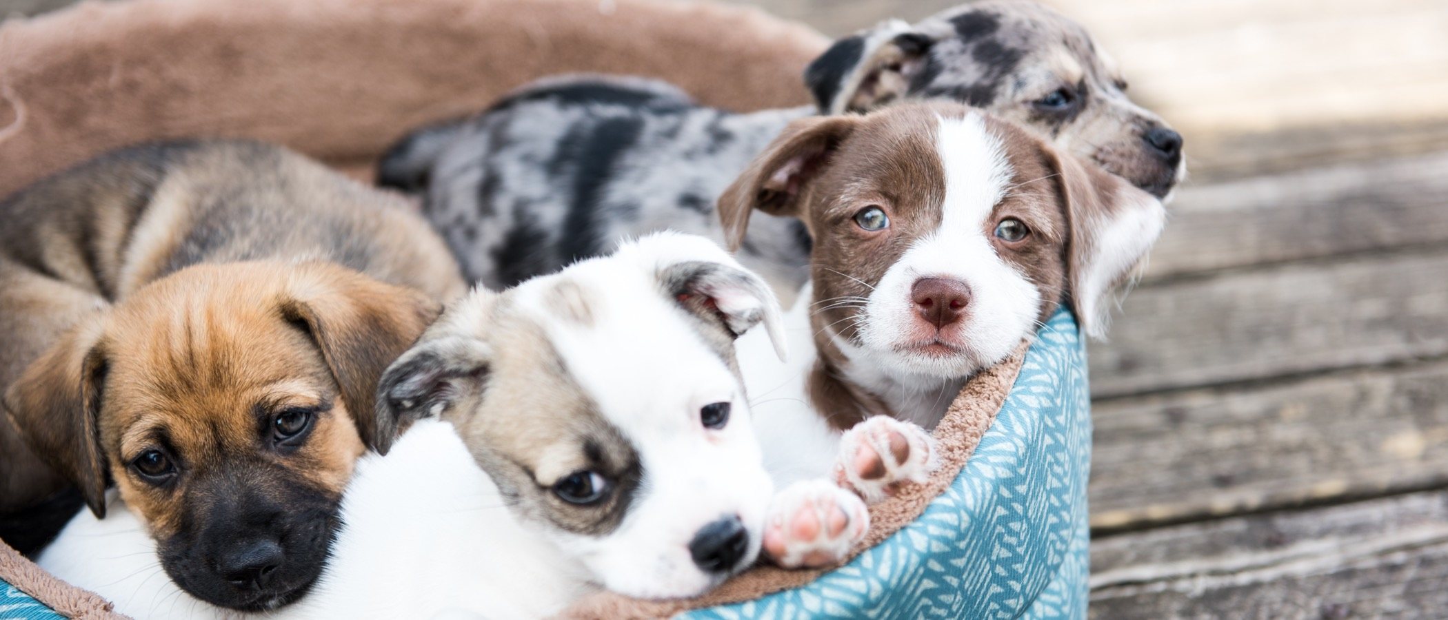 ¿Cómo es la personalidad de un cachorro?