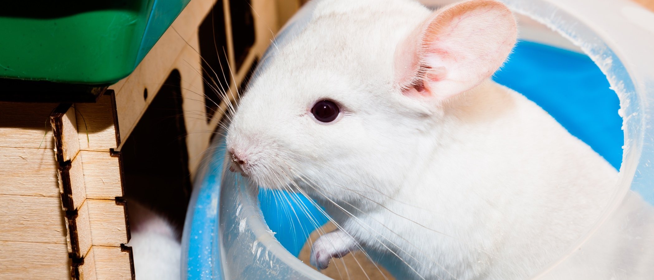 Cómo bañar a una chinchilla
