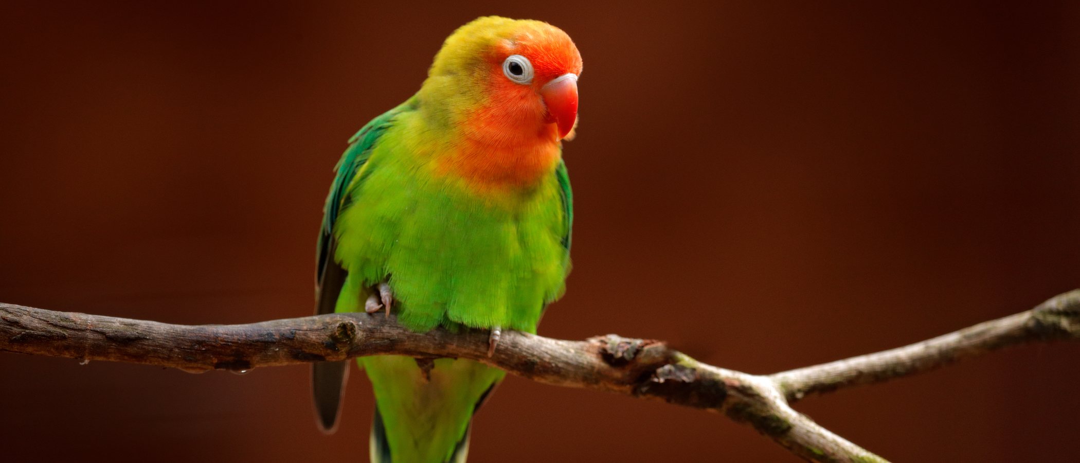 Agapornis: elección y limpieza de jaula