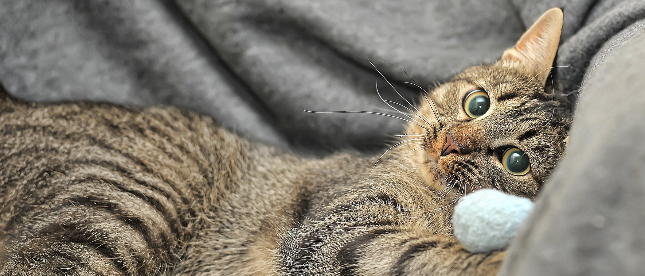 Gato común europeo: conoce todo sobre esta raza