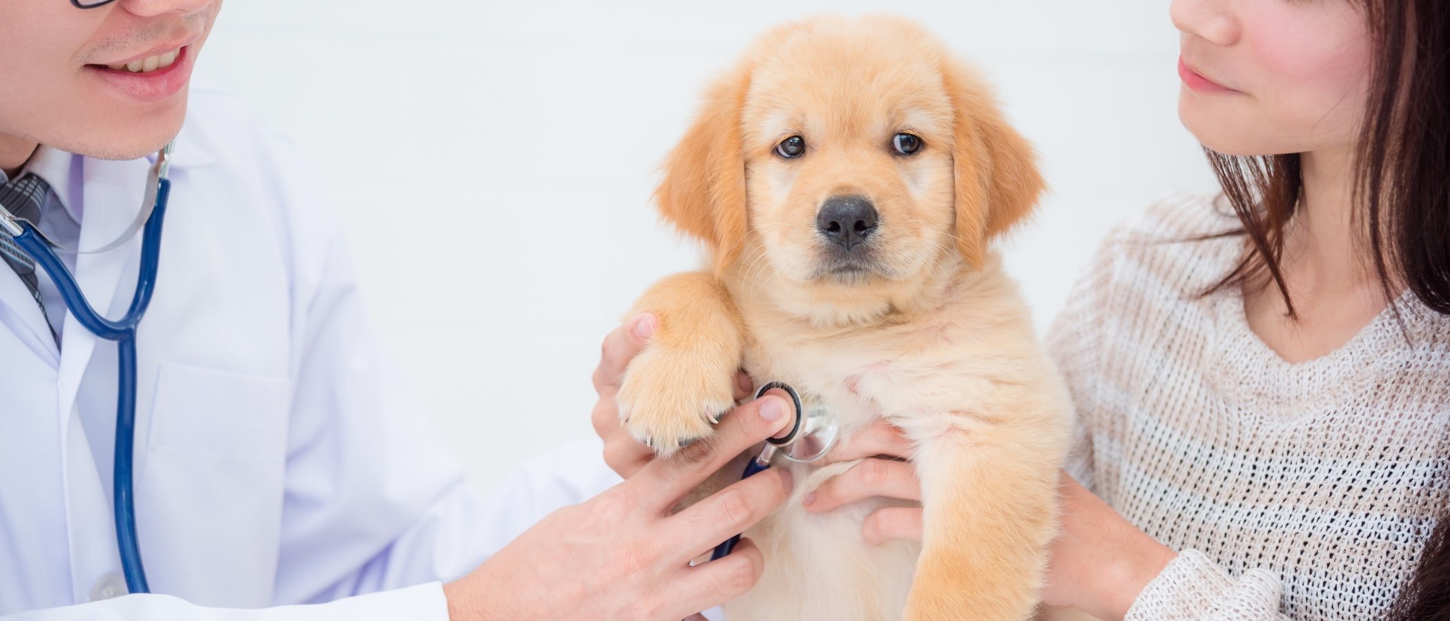 La alergia en perros: síntomas y soluciones