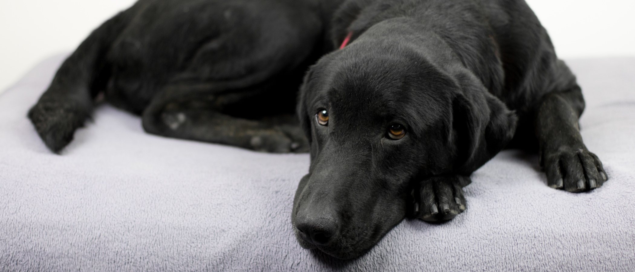 Displasia de cadera en perros: lo que debes saber