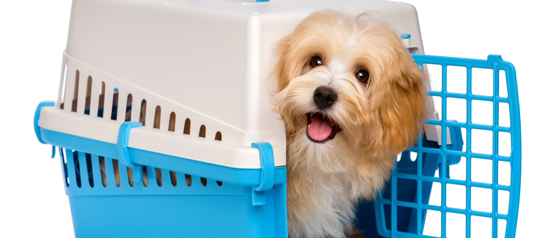 Cómo acostumbrar a tu perro a estar en el transportín