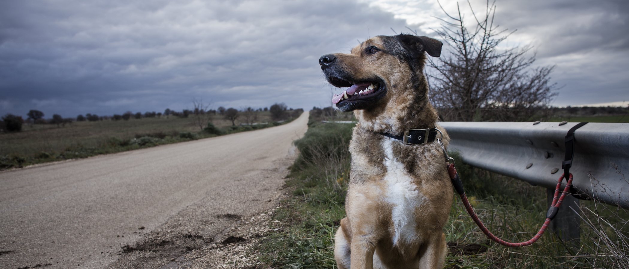 Leyes contra el abandono animal en España