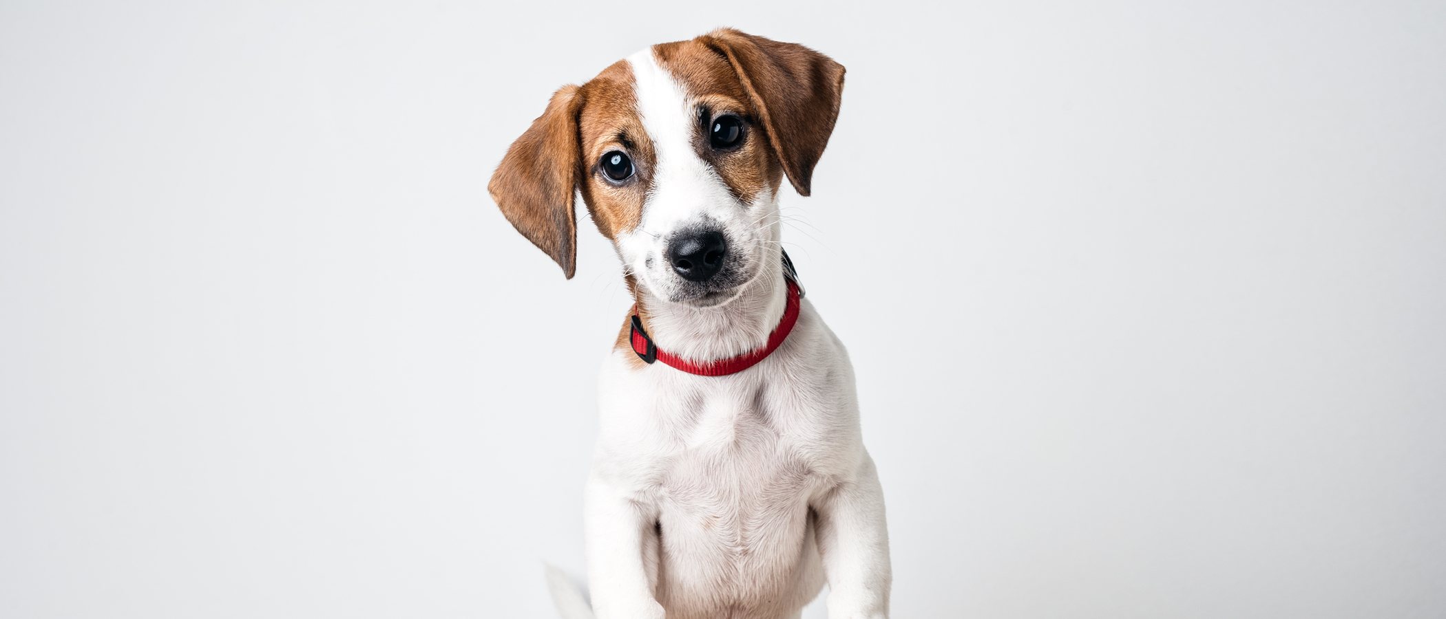 ¿Cómo llamo a mi perro si es macho?
