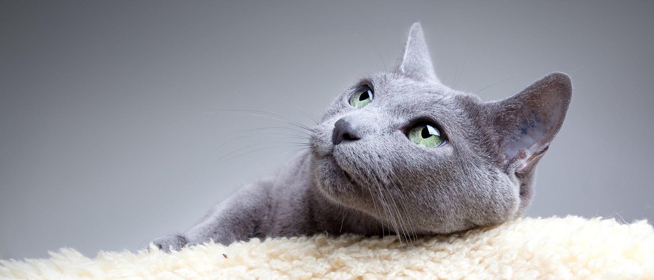 Gato azul ruso: conoce todo sobre esta raza de felino