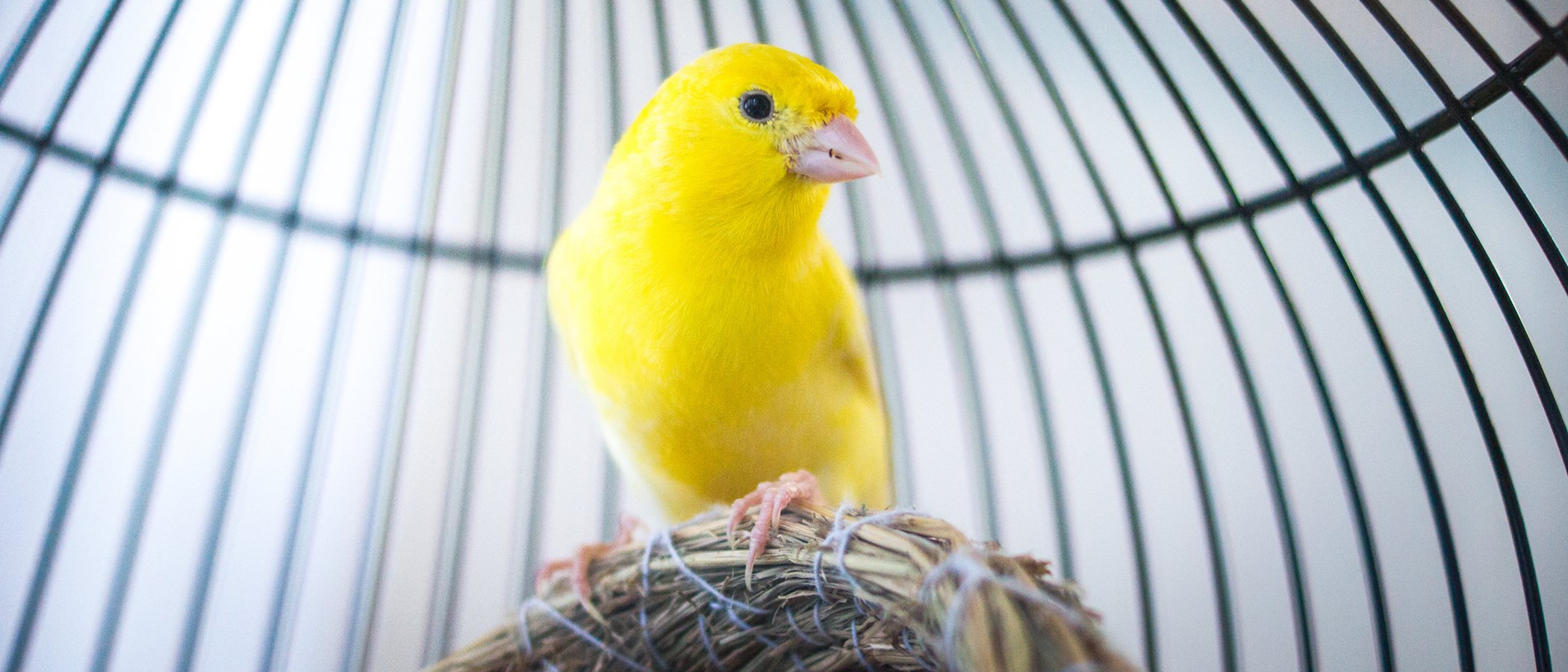 Los mejores pájaros para tener como mascota