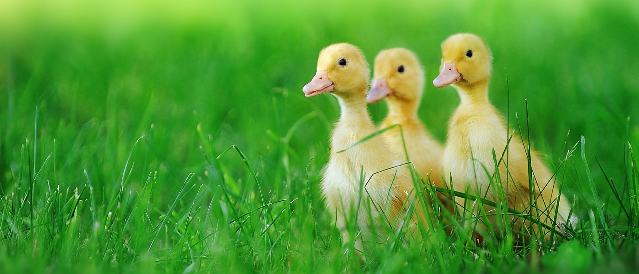 Cuidados necesarios para tener un pato como mascota