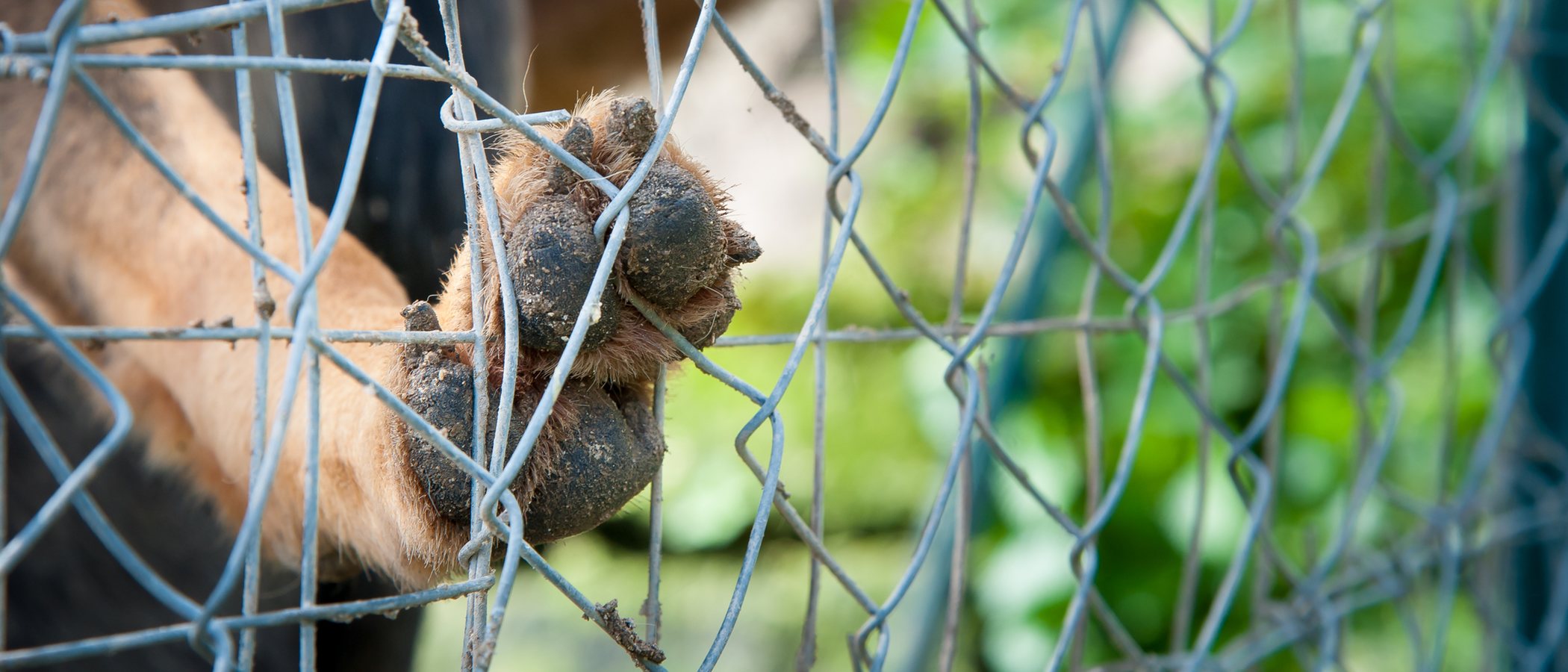 Abandono animal: una situación que permanece y que no se erradica