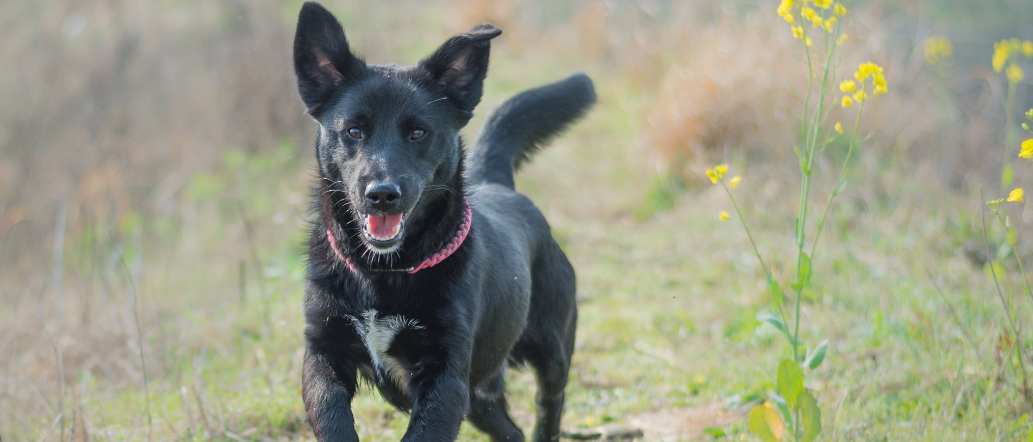 Razas de perros: Schipperke