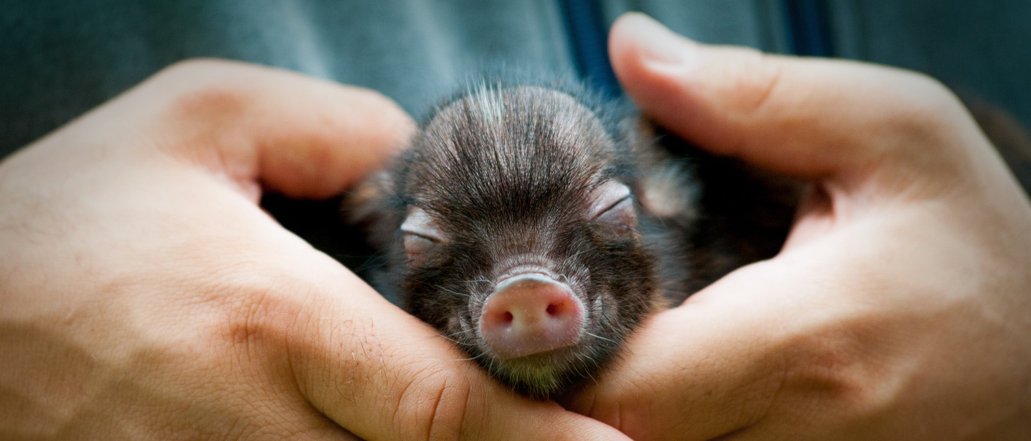 Tener un mini pig o cerdo en miniatura como mascota