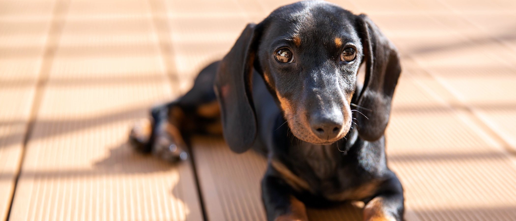 Cómo educar a un perro de raza teckel: consejos básicos