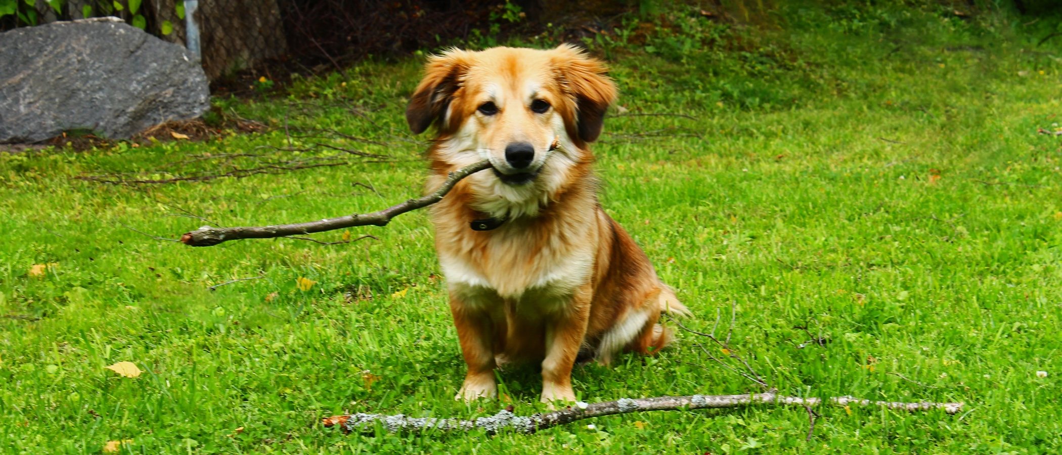 Mi cachorro no come: ¿Qué puedo hacer?