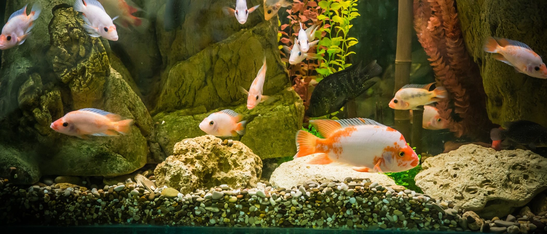 Cómo hacer un acuario casero