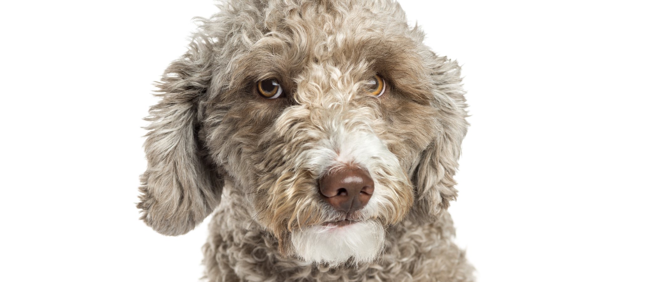 Perro de agua español: conoce todo sobre esta raza de perros