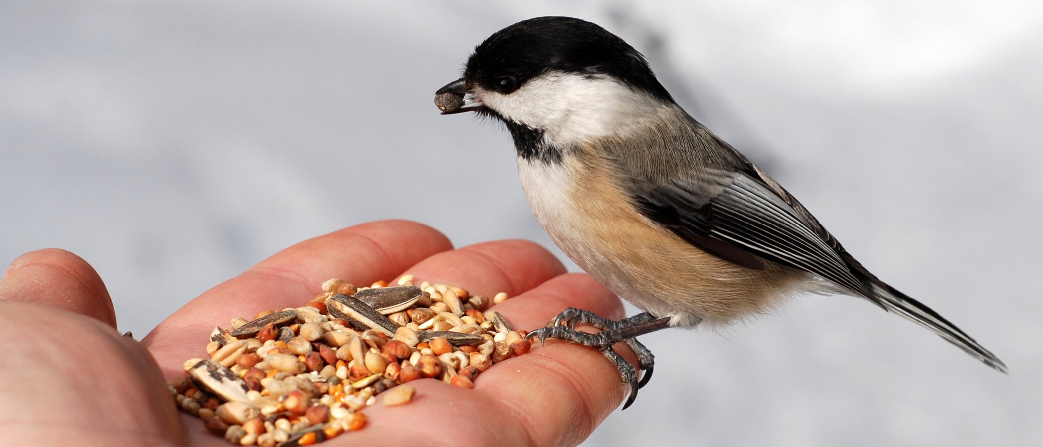 Alimentos tóxicos para aves de compañía