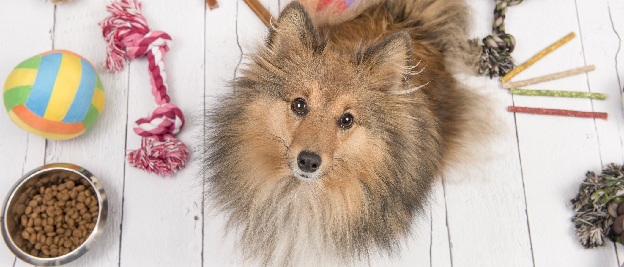 10 juguetes caseros para perros