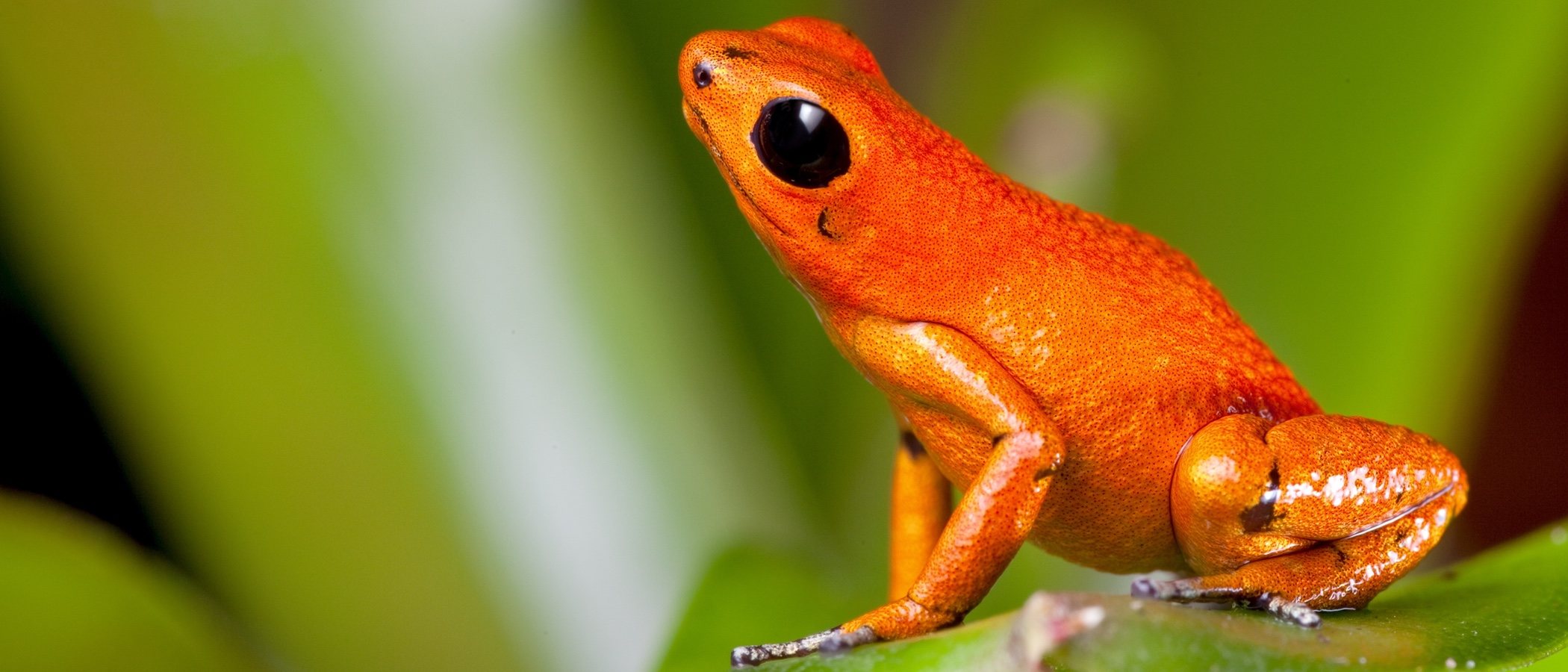 Especies de rana que se pueden tener como mascota
